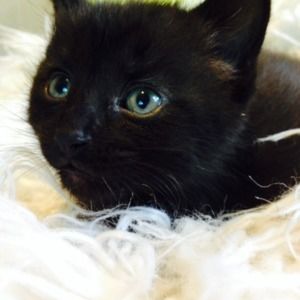 Meet your Posher, Alissa